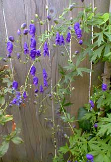 Sparks Monkshood