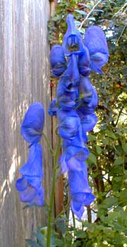 Arend's Monkshood