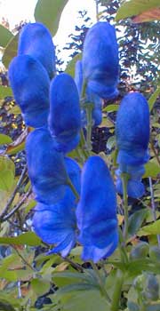 Monkshood