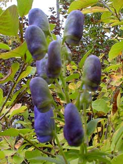 Monkshood