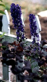 Blue Monkshood