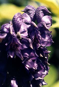 Blue Monkshood