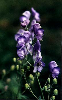 European Monkshood