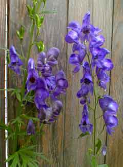 European Monkshood