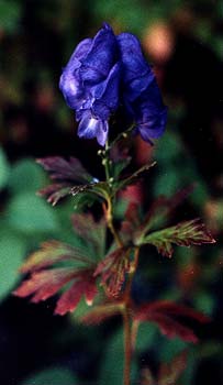 Monkshood Flowers on Azure Monkshood Aka Carmichael S Monkshood Aka Fischer S Chinese