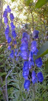 European Monkshood