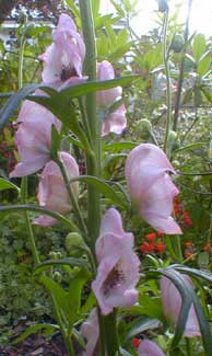 Pink Monkshood