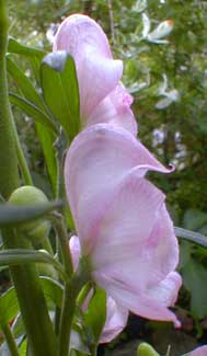 Pink Monkshood