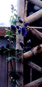 Sparks Monkshood