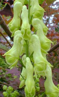 Yellow Monkshood