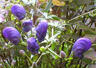 Sparks Monkshood