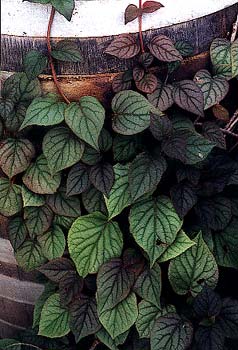 Moonlight Vine