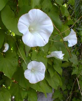 Bindweed