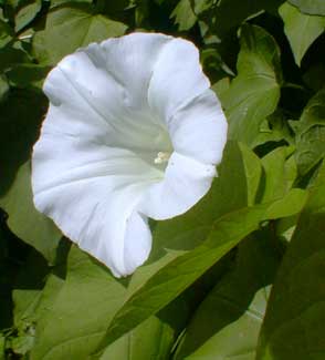 Bindweed