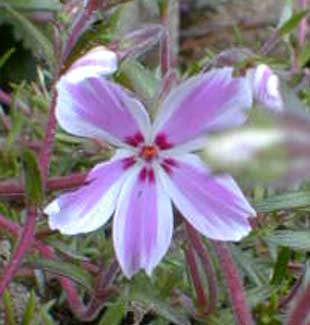 Moss Phlox