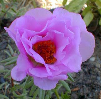 Lavender-Pink Moss Rose