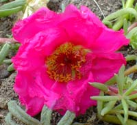 Dark Fuchsia Moss Rose