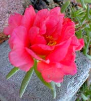Red Moss Rose