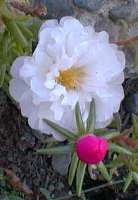 White Moss Rose