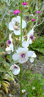 Moth Mullein