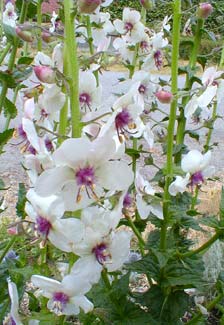 Moth Mullein