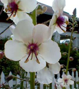 Moth Mullein