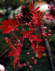 Mountain Ash