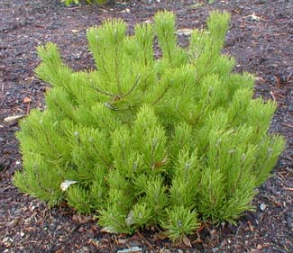 Mugo Pine