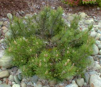 Mugo Pine