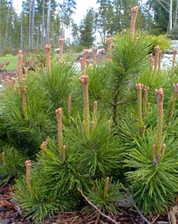 Mugo Pine