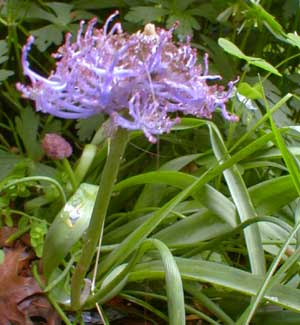 Feather Hyacinth