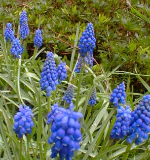 Muscari