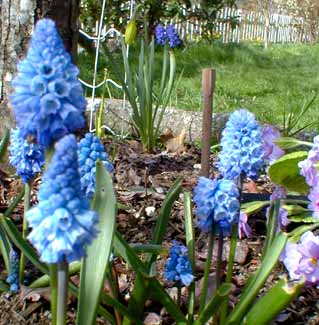 Muscari