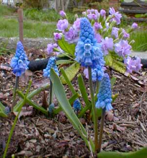 Muscari