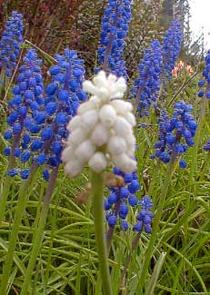 Muscari pallens