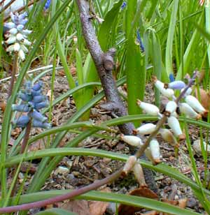 Muscari