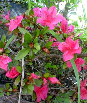 Nakahara's Azalea