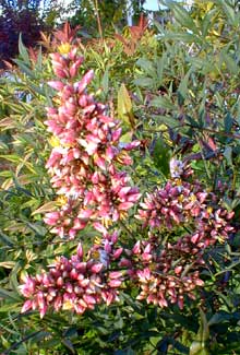 Young Nandina leaves