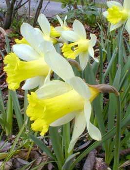 Narcissus