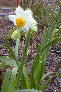 Narcissus