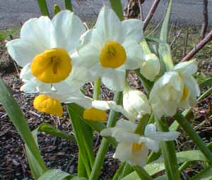 Narcissus