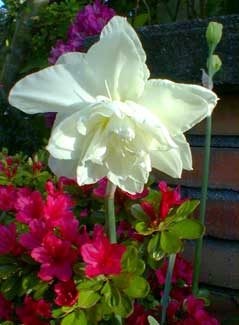 Gardenia Narcissus