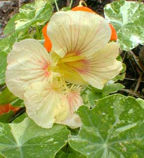 Nasturtium