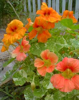 Nasturtium