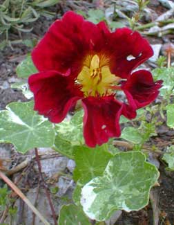 Nasturtium