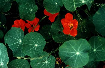 Nasturtiums