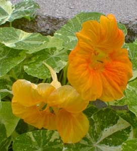 Nasturtium