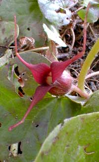 Asarum canadense