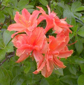 Neighbor's Azalea