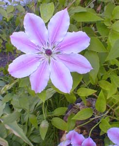 Clematis